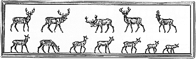 Animals -- Red Stags