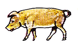 Pig walking head down
