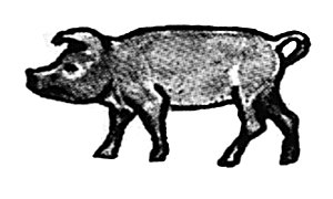 Pig walking