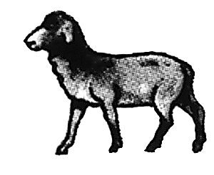 Sheep walking #1