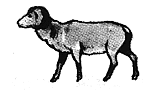 Sheep walking #2
