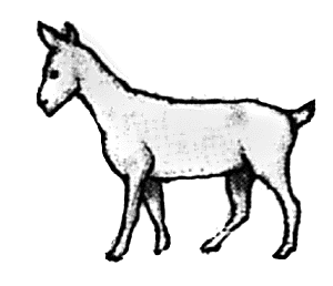 Goat walking head up