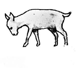 Goat walking head down