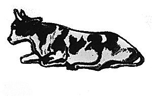 Cow lying #1