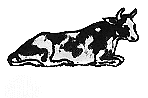 Cow lying #2