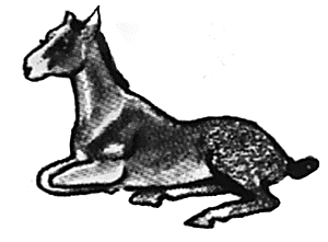 Foal lying