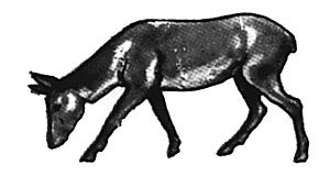 Red doe eating