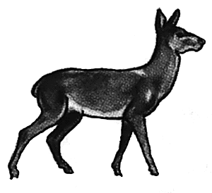 Red doe walking