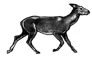 Red doe running