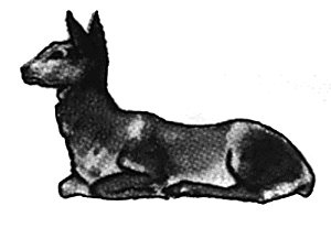 Red doe lying
