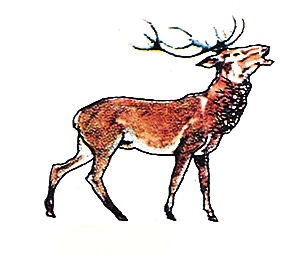 Red stag bellowing
