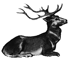 Red stag lying