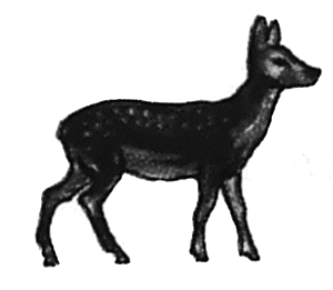 Fallow deer doe