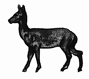 Roe deer doe