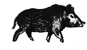Wild boar walking