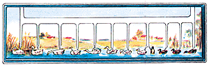 Animals -- Geese Swimming