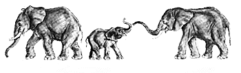 African elephant bull
