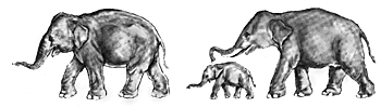 Indian elephant cow