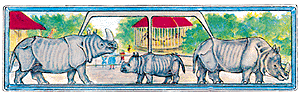 Animals -- Indian Rhinos