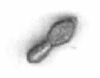 Saw Swage, Brass