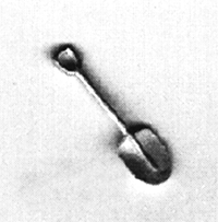 Shovel(handle spade)   2/