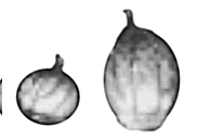 Pumpkins