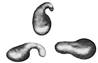 Gourds