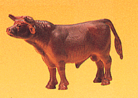Animals -- Bull