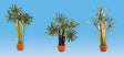 Potted Palm Trees -- pkg(3)