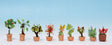Ornamental Plants in Flower Pots -- Set #2 pkg(9)
