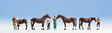 Caring for Horses -- 4 People & 4 Horses