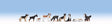 Dogs -- Set #1 pkg(9)