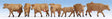 Cows -- Brown pkg(7)
