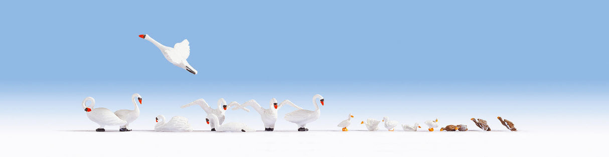Swans & Ducks -- 8 of Each