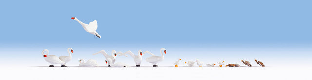 Swans & Ducks -- 8 of Each