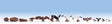 Birds & Nests -- 12 Birds, 3 Nests