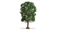 Chestnut Tree - Master -- 7-1/2"  19cm Tall-1