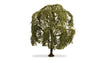 Weeping Willow Tree - Master -- 5-7/8"  15cm Tall-1