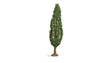 Poplar Tree - Master -- 7-1/16"  18cm Tall-1