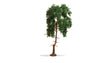 Pine Tree - Master -- 5-7/8"  15cm Tall-1