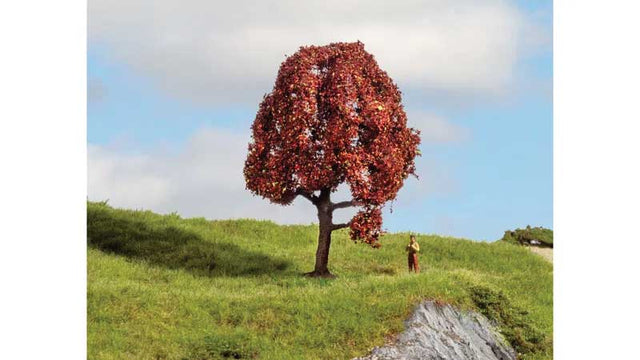 Copper Beech - Master -- 3-15/16"  10cm Tall