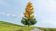Autumn Larch Tree -- 7-1/2"  19cm Tall