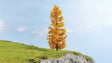 Autumn Larch Tree -- 6-11/16"  22cm Tall
