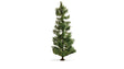 Spruce Tree - Master -- 7-1/2"  19cm Tall-1