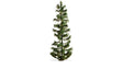 Spruce Tree - Master -- 9-7/8"  25cm Tall-1