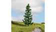 Spruce Tree - Master -- 5-7/8"  15cm Tall