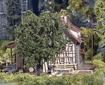 Oak