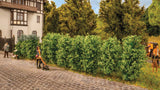 Thuja Hedge -- 1-3/16"  3cm Tall-2