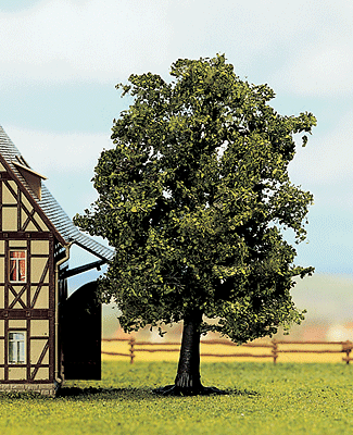 Beech Tree - 5 1/8"