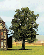 Beech Tree - 5 1/8"